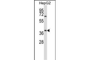 BP Antibody (N-term) (ABIN657686 and ABIN2846678) western blot analysis in HepG2 cell line lysates (35 μg/lane). (AMBP Antikörper  (N-Term))