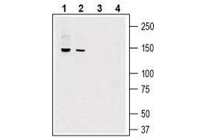 Western blot analysis of mouse lung lysate (lanes 1 and 3) and mouse heart lysate (lanes 2 and 4): - 1, 2. (Adhesion G-Protein Coupled Receptor G6 (ADGRG6) (AA 753-767), (Extracellular) Antikörper)