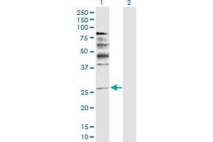 Western Blot analysis of NRG1 expression in transfected 293T cell line by NRG1 MaxPab polyclonal antibody. (Neuregulin 1 Antikörper  (AA 1-241))