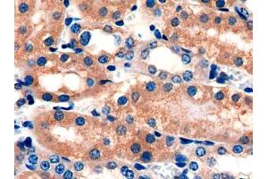 DAB staining on IHC-P; Samples: Mouse Kidney Tissue (GOLM1 Antikörper  (AA 133-379))