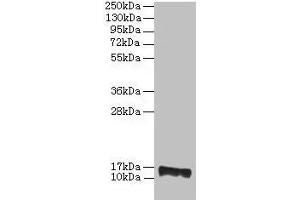 Western blot All lanes: PMP2 antibody at 2 μg/mL + EC109 whole cell lysate Secondary Goat polyclonal to rabbit IgG at 1/15000 dilution Predicted band size: 15 kDa Observed band size: 15 kDa (PMP2 Antikörper  (AA 1-132))