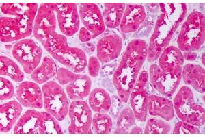 Anti-CXCL12 antibody IHC staining of human kidney, tubules. (CXCL12 Antikörper)
