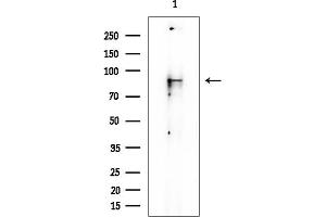 anti-Tuftelin Interacting Protein 11 (TFIP11) antibody