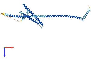 LZTFL1 Protein (AA 1-299) (His tag)