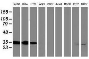 Image no. 3 for anti-Annexin A3 (ANXA3) antibody (ABIN1496646) (Annexin A3 Antikörper)