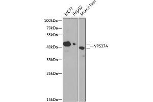 Western Blotting (WB) image for anti-Vacuolar Protein Sorting 37 Homolog A (VPS37A) (AA 224-397) antibody (ABIN6150132)