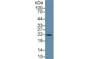Western Blot; Sample: Human Liver lysate; Primary Ab: 1µg/ml Rabbit Anti-Human GSTk1 Antibody Second Ab: 0. (GSTK1 Antikörper  (AA 7-222))