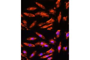Immunofluorescence analysis of H9C2 cells using BNP Rabbit pAb (ABIN3023135, ABIN3023136, ABIN3023137, ABIN1513273 and ABIN6219406) at dilution of 1:100. (NPPB Antikörper  (AA 1-134))