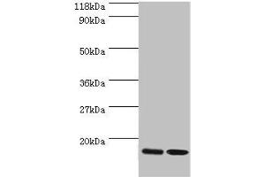 Western blot All lanes: RPL27 antibody at 2 μg/mL Lane 1: EC109 whole cell lysate Lane 2: 293T whole cell lysate Secondary Goat polyclonal to rabbit IgG at 1/15000 dilution Predicted band size: 16 kDa Observed band size: 16 kDa