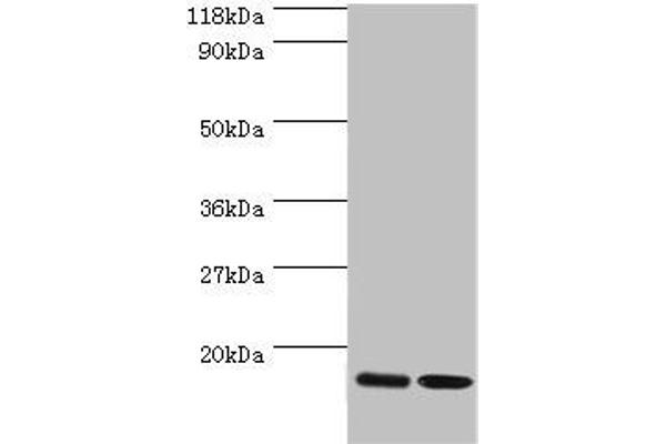 RPL27 Antikörper  (AA 2-136)