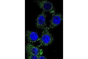 Confocal immunofluorescent analysis of C4orf21 Antibody (N-term)(Cat#AP50626PU-N) with 293 cell followed by Alexa Fluor 488-conjugated goat anti-rabbit lgG (green). (ZGRF1 Antikörper  (N-Term))