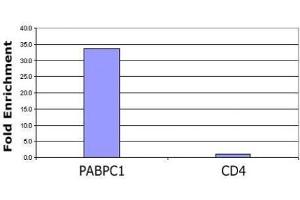 Histone H3 acetyl Lys56 pAb tested by ChIP analysis.