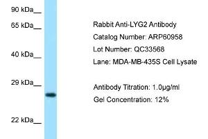 Western Blotting (WB) image for anti-Lysozyme G-Like 2 (LYG2) (N-Term) antibody (ABIN2788632) (LYG2 Antikörper  (N-Term))