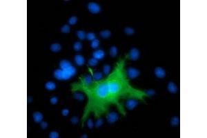 Anti-DEF8 mouse monoclonal antibody (ABIN2454414) immunofluorescent staining of COS7 cells transiently transfected by pCMV6-ENTRY DEF8 (RC224669). (DEF8 Antikörper)