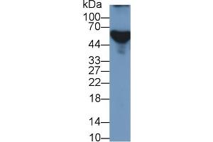 Rabbit Detection antibody from the kit in WB with Positive Control:  Sample Human Serum.