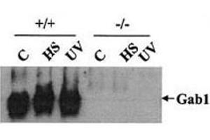 Western blot testing of Gab1 antibody: Wild-type (+/+) and Gab1-/- (-/-) cells were heat shocked (HS) at 42oC for 1 h or irradiated with UV-B light (400 J/m2) and then incubated at 37oC for 1 h. (GAB1 Antikörper)
