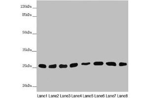 Western blot All lanes: CHCHD3 antibody at 0. (CHCHD3 Antikörper  (AA 1-227))