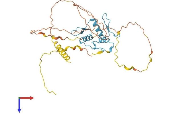 KLF14 Protein (AA 1-325) (His tag)