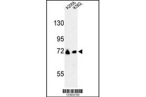 Western blot analysis of GFPT2 Antibody in A2058, K562 cell line lysates (35ug/lane)