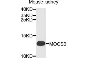 Western blot analysis of extracts of mouse kidney cells, using MOCS2 antibody. (MOCS2 Antikörper)