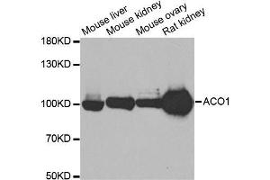 Western blot analysis of extracts of various cell lines, using ACO1 antibody.