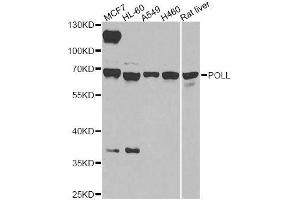 Western blot analysis of extracts of various cell lines, using POLL antibody. (POLL Antikörper  (AA 421-575))