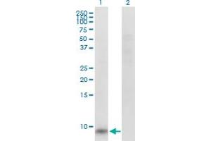 Western Blot analysis of GNG11 expression in transfected 293T cell line by GNG11 MaxPab polyclonal antibody. (GNG11 Antikörper  (AA 1-73))