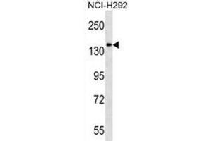 Western Blotting (WB) image for anti-Discs, Large (Drosophila) Homolog-Associated Protein 4 (DLGAP4) antibody (ABIN2998699) (DLGAP4 Antikörper)