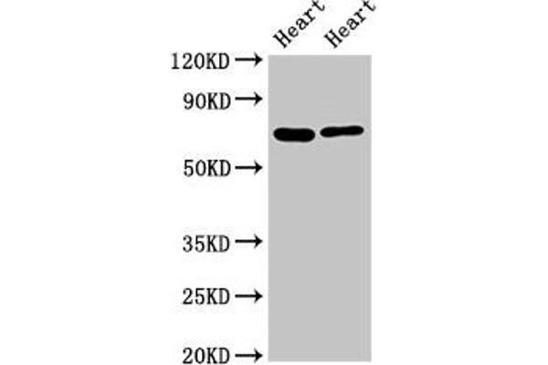 FASTKD2 Antikörper  (AA 117-203)