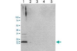 Western Blot analysis of (1) 25 ug whole cell extracts of Hela cells, (2) 1 ug of recombinant histone H2A, (3) 1 ug of recombinant histone H2B, (4) 1 ug of recombinant histone H3, (5) 1 ug of recombinant histone H4.