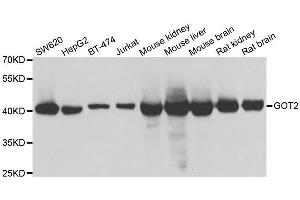 Western blot analysis of extracts of various cell lines, using GOT2 antibody. (GOT2 Antikörper  (AA 30-200))