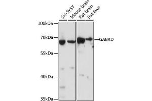 Western blot analysis of extracts of various cell lines, using GABRD antibody (ABIN7267323) at 1:1000 dilution. (GABRD Antikörper  (AA 330-430))