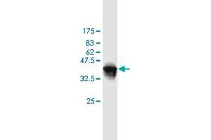 Western Blot detection against Immunogen (36. (WBP1 Antikörper  (AA 170-267))