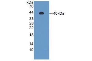 Detection of Recombinant PPP2R4, Rat using Polyclonal Antibody to Protein Phosphatase 2A Activator, Regulatory Subunit 4 (PPP2R4) (PPP2R4 Antikörper  (AA 1-323))