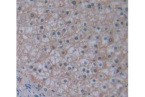 Used in DAB staining on fromalin fixed paraffin- embedded liver tissue (ABCB10 Antikörper  (AA 492-738))