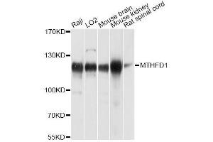 Western blot analysis of extracts of various cell lines, using MTHFD1 antibody. (MTHFD1 Antikörper  (AA 1-270))