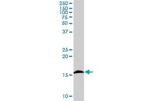 IFITM3 MaxPab rabbit polyclonal antibody. (IFITM3 Antikörper  (AA 1-133))