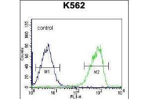 S3TC1 Antibody (C-term) (ABIN656513 and ABIN2845784) flow cytometric analysis of K562 cells (right histogram) compared to a negative control cell (left histogram). (SH3TC1 Antikörper  (C-Term))