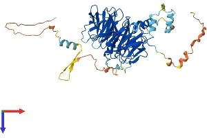 DCAF11 Protein (AA 1-549) (His tag)