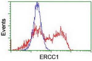 HEK293T cells transfected with either RC200478 overexpress plasmid (Red) or empty vector control plasmid (Blue) were immunostained by anti-ERCC1 antibody (ABIN2455609), and then analyzed by flow cytometry. (ERCC1 Antikörper)