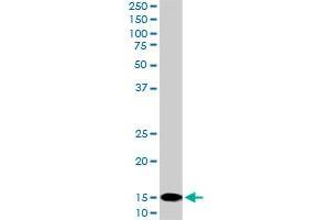 Western Blotting (WB) image for anti-Ubiquitin-Conjugating Enzyme E2D 2 (UBE2D2) (AA 1-94) antibody (ABIN521212)