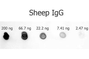 Dot Blot of Rabbit anti-Sheep IgG antibody Alkaline Phosphatase Conjugated. (Kaninchen anti-Schaf IgG (Heavy & Light Chain) Antikörper (Alkaline Phosphatase (AP)) - Preadsorbed)