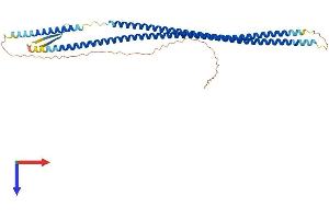 KRT17 Protein (AA 1-432) (His tag)