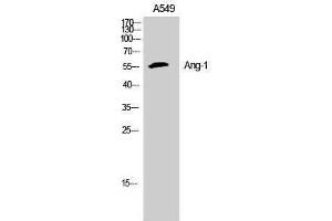 Western Blotting (WB) image for anti-Angiopoietin 1 (ANGPT1) (N-Term) antibody (ABIN3178392) (Angiopoietin 1 Antikörper  (N-Term))