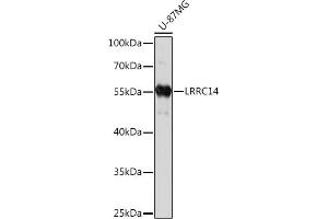 Western blot analysis of extracts of U-87MG cells, using LRRC14 Rabbit pAb (ABIN7268217) at 1:1000 dilution. (LRRC14 Antikörper  (AA 1-280))