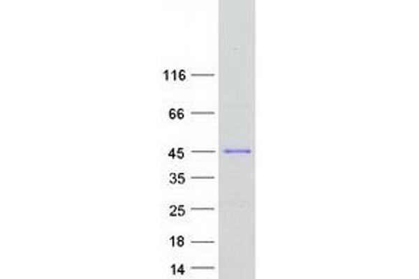 Shugoshin Protein (Myc-DYKDDDDK Tag)