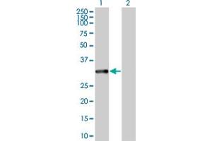 Western Blot analysis of MAPRE1 expression in transfected 293T cell line by MAPRE1 MaxPab polyclonal antibody. (MAPRE1 Antikörper  (AA 1-268))