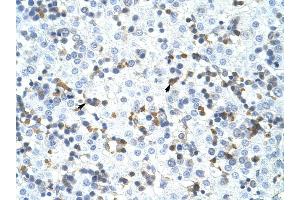 CPSF3 antibody was used for immunohistochemistry at a concentration of 4-8 ug/ml to stain Liver cell (arrows) in Human Liver. (CPSF3 Antikörper  (C-Term))