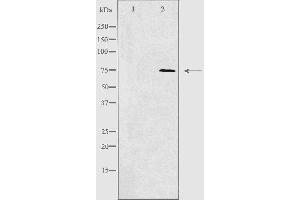 Western blot analysis of extracts from 293 cells using RHG18 antibody.