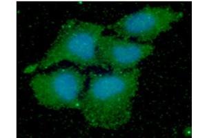 ICC/IF analysis of PPIF in HeLa cells line, stained with DAPI (Blue) for nucleus staining and monoclonal anti-human PPIF antibody (1:100) with goat anti-mouse IgG-Alexa fluor 488 conjugate (Green). (PPIF Antikörper  (AA 30-207))